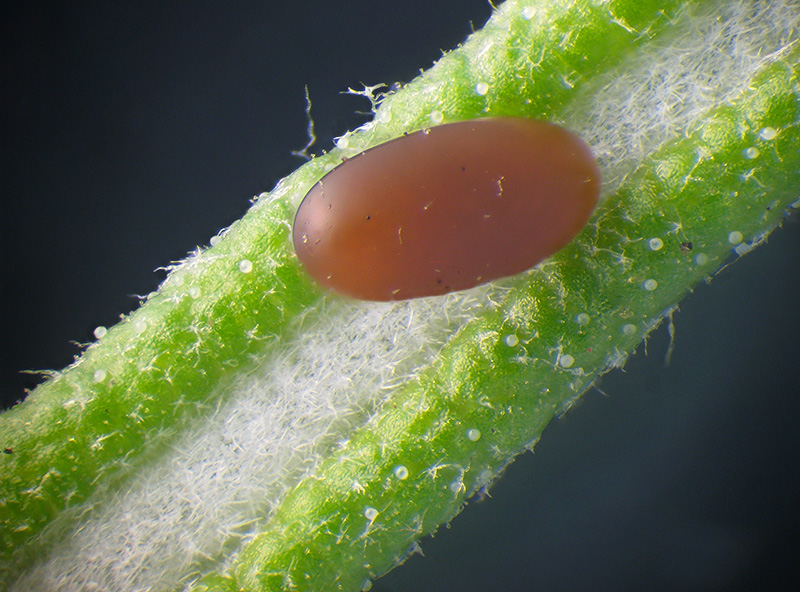 Chrysolina americana